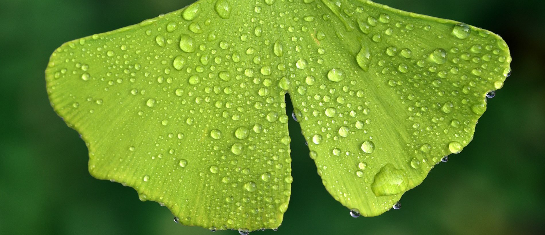 Botanica Generale  per Scienze Naturali (canale M-Z, A.A. 2025/26)