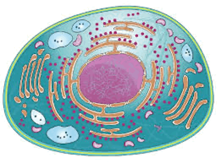 Intracellular Trafficking 2026
