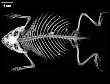 Anatomia Comparata (SCIENZE BIOLOGICHE canale I-Z) 2024-2025