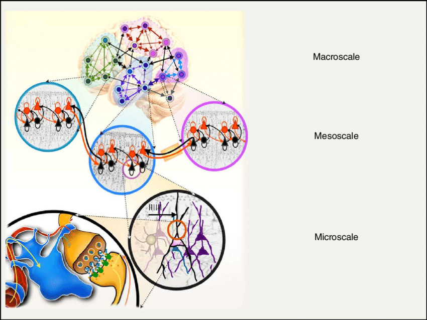 Neuroscienze dei Sistemi - 2024-2025