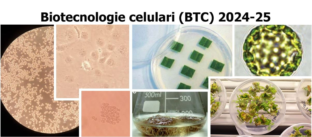 BIOTECNOLOGIE CELLULARI - A.A. 2024/25 (CdS in Scienze Biologiche, 3° anno, II semestre - Prof. Maria Elena Miranda Banos e Alessio Valletta)