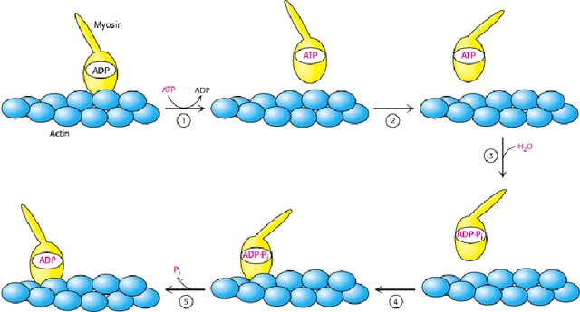 Biochimica funzionale e metabolica (modulo dell'insegnamento di Biochimica e farmacologia dell'esercizio fisico)