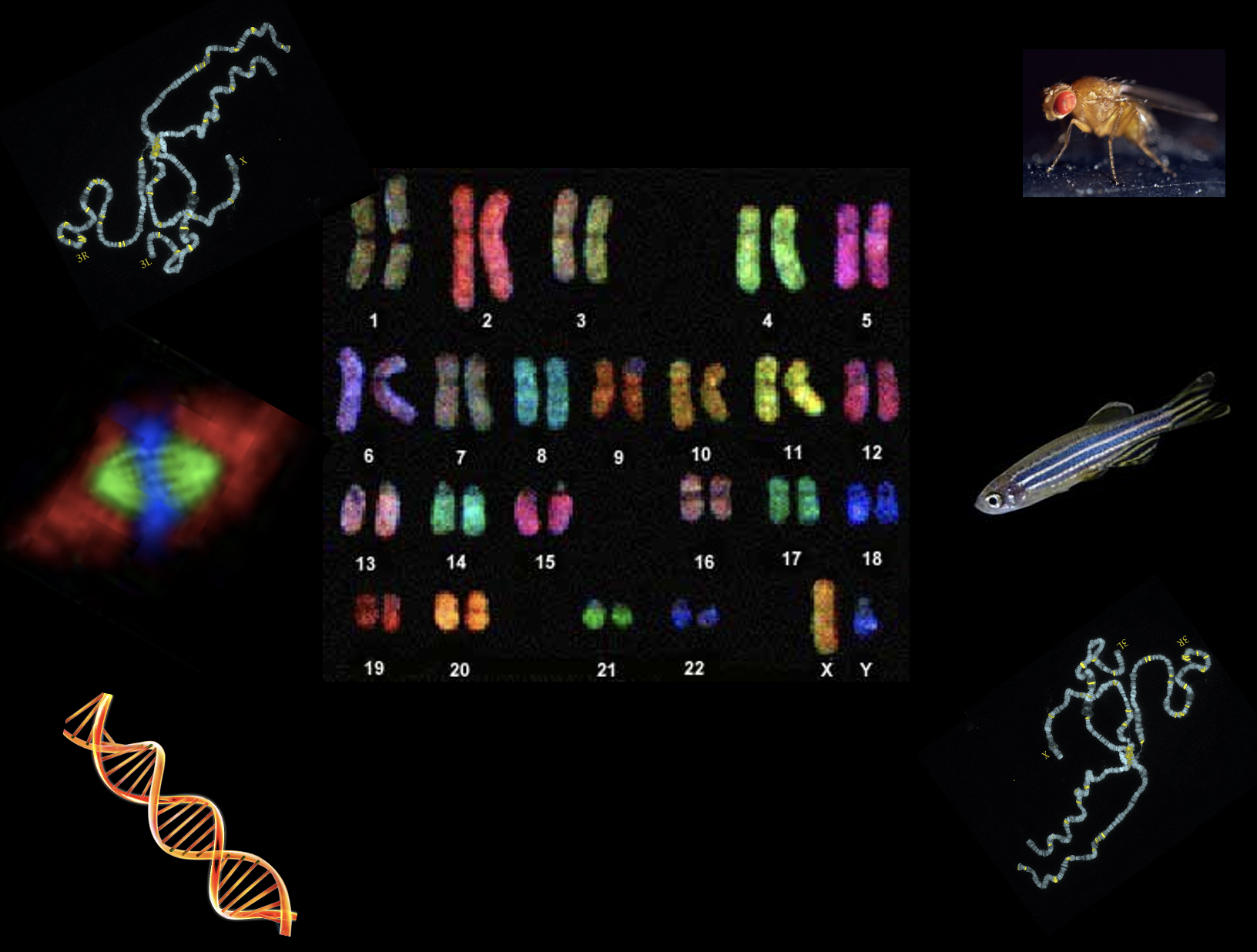 Genetica per Scienze Ambientali 2024-2025