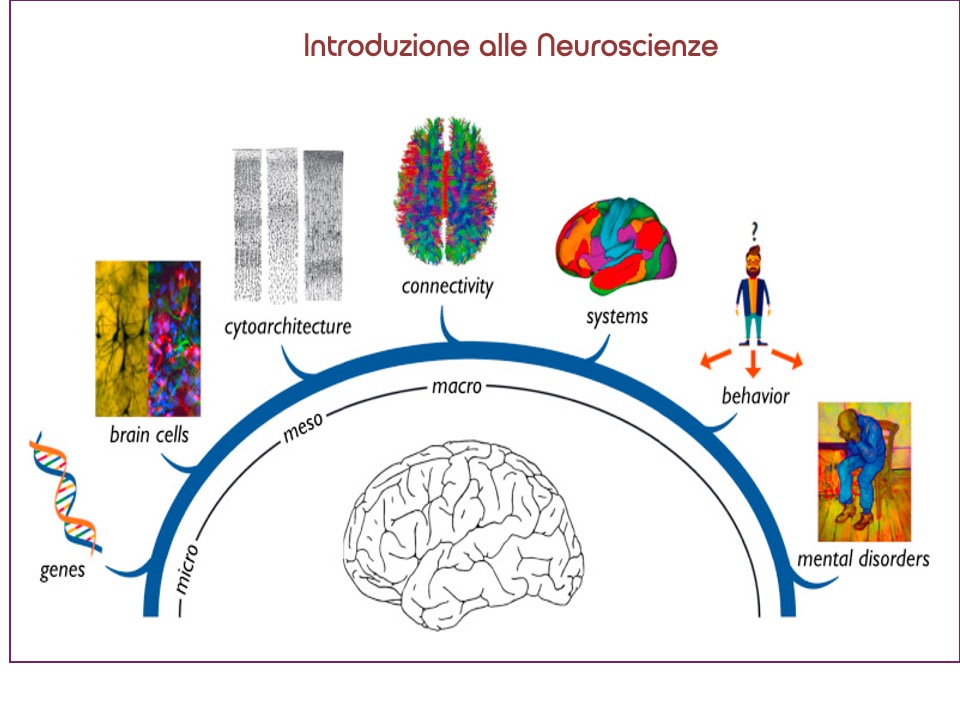 Introduzione alle neuroscienze AA 2024-2025