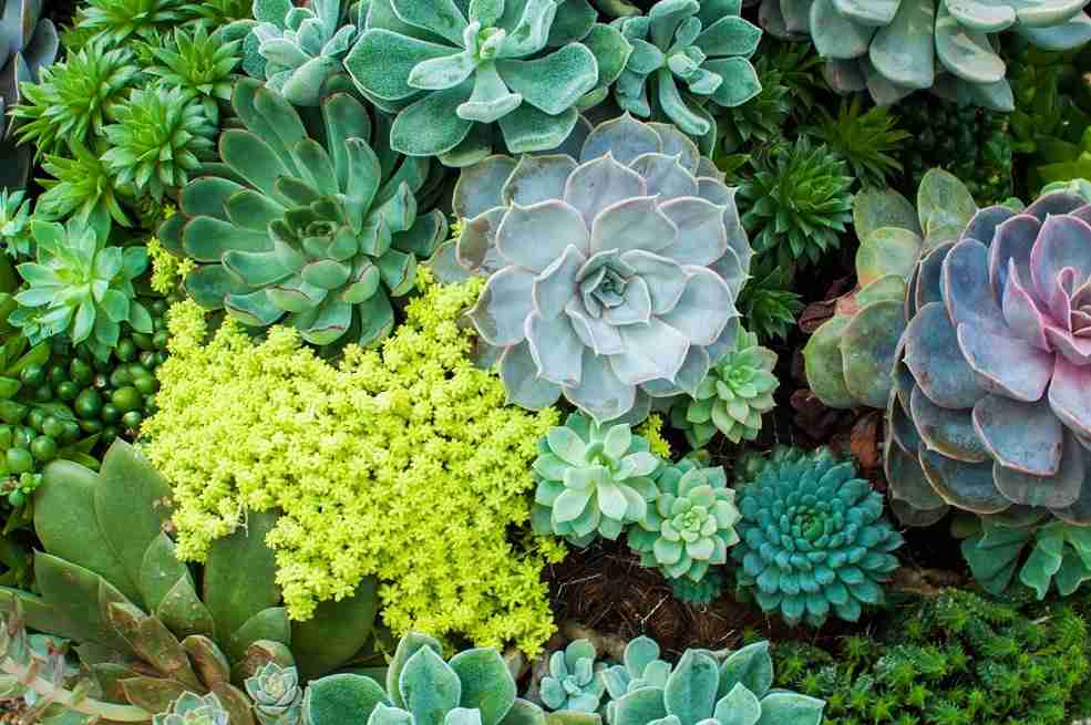 ORGANISMI VEGETALI ED ANIMALI PER LA PRODUZIONE DI SOSTANZE BIOATTIVE: modulo di Botanica (2026-2027)