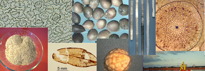 Paleobotanica e Palinologia 2025-2026