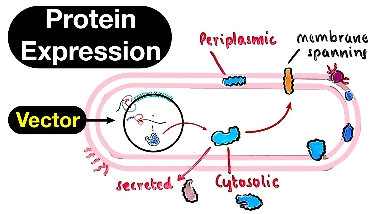 Protein Production and Engineering: from Biology to Nanotechnologies