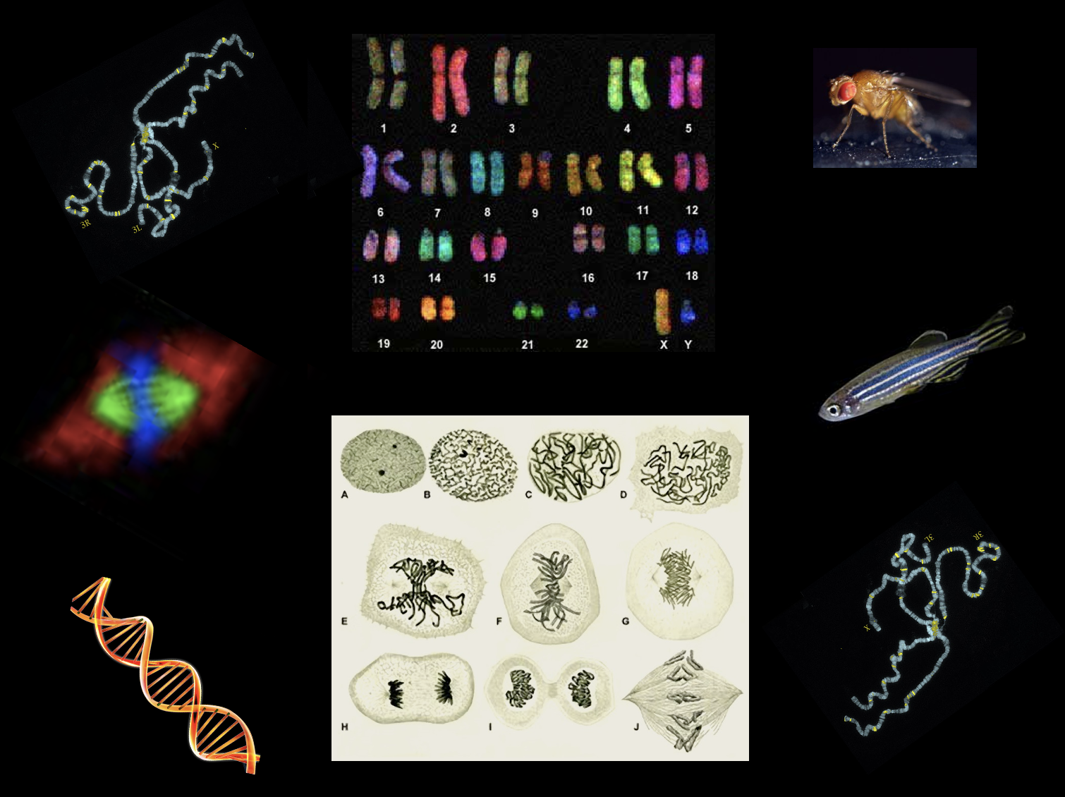 Genetica per Scienze Ambientali 2025-2026