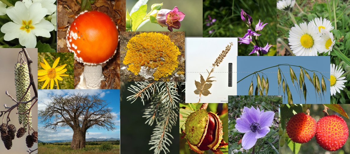 Botanica sistematica e Flora d'Italia (M-Z) 2025-2026