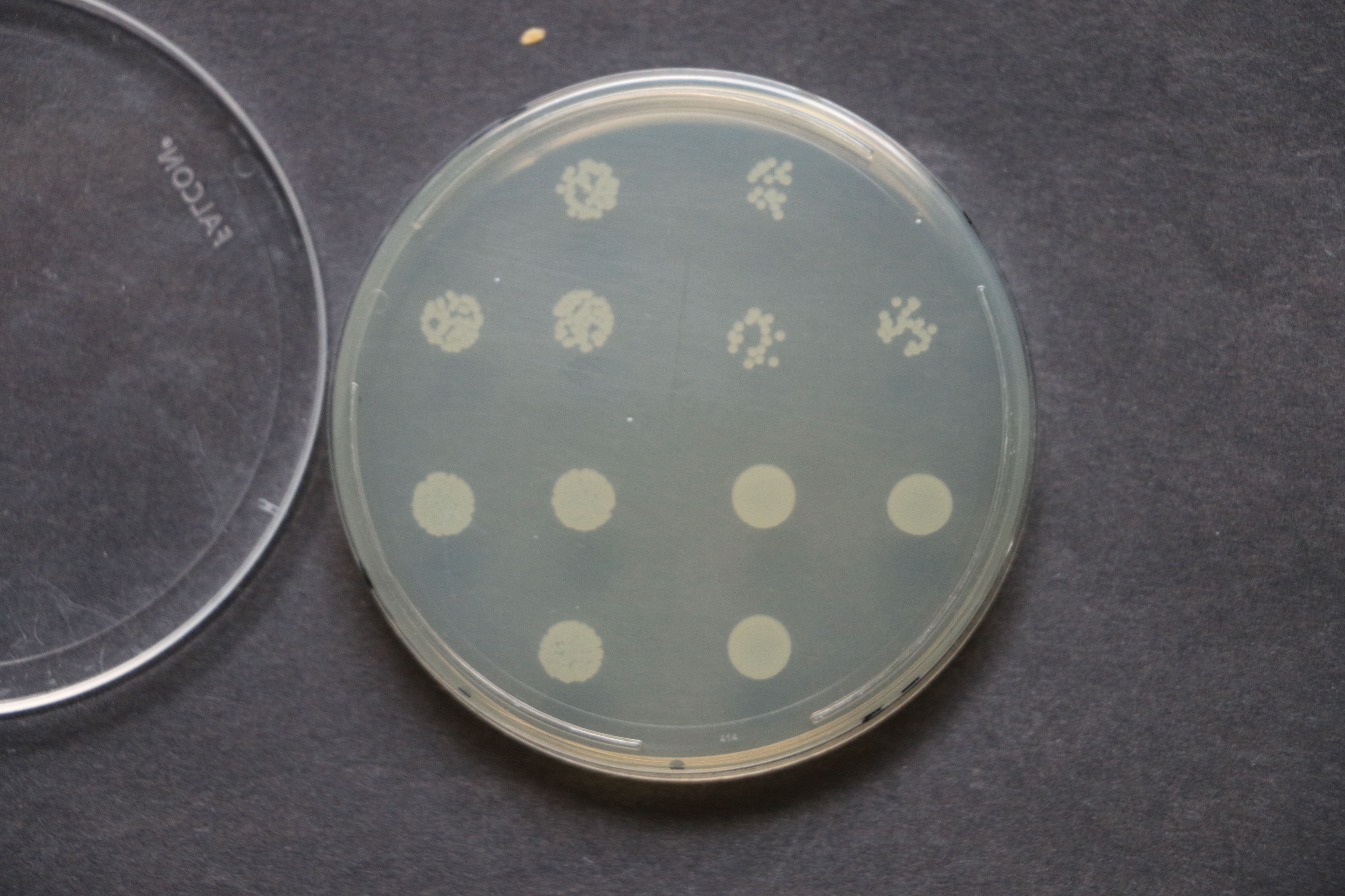 Microbiologia- Modulo Batteriologia/Micologia