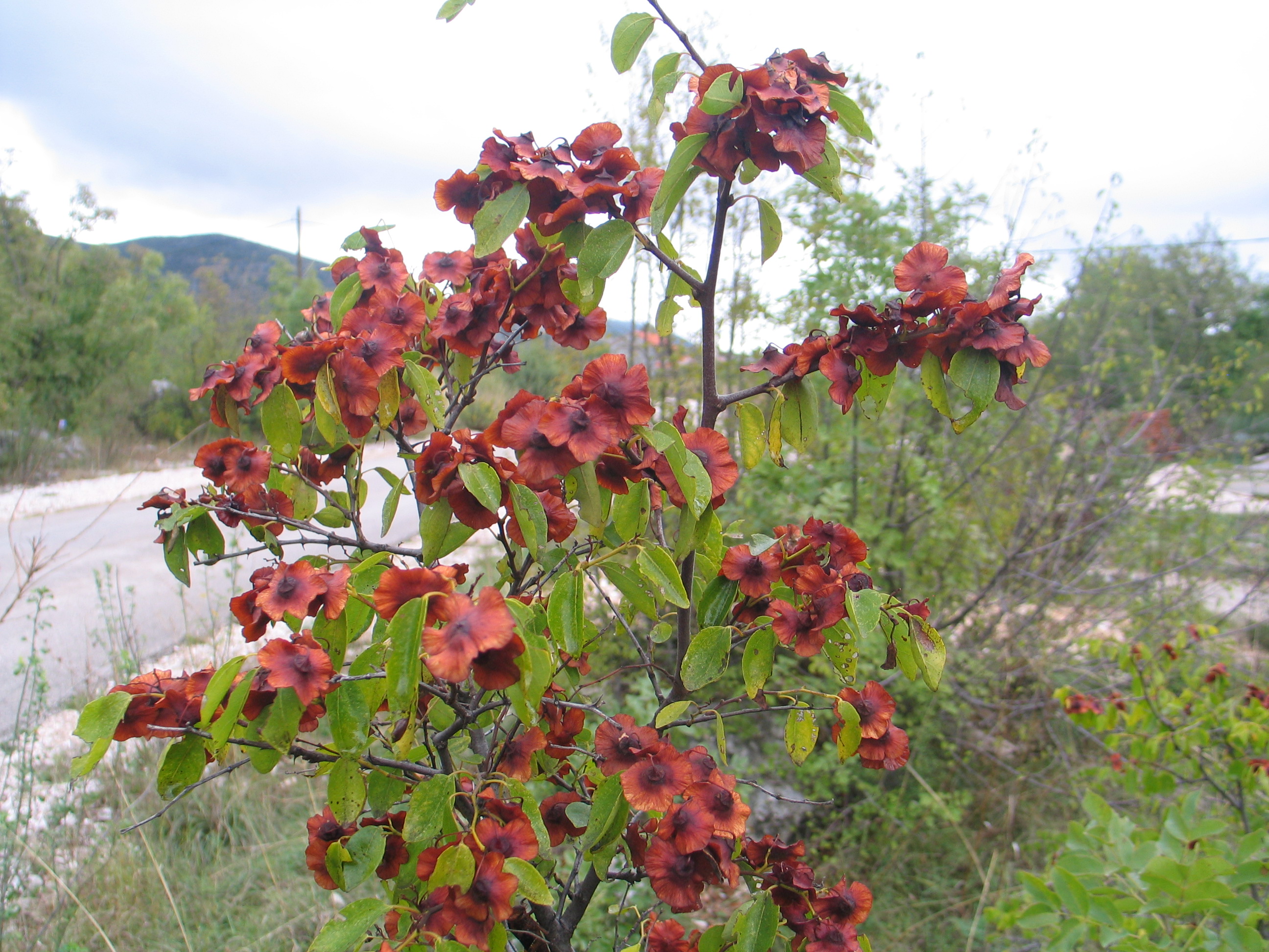 PLANT DIVERSITY- FLORA AND VEGETATION SUPPORT FOR URBAN REGENERATION 25-26