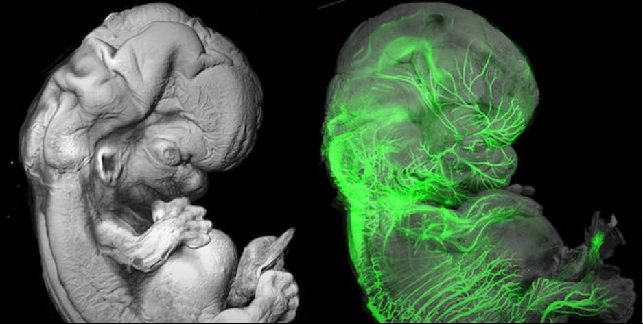 AA 2025-2026 ISTOLOGIA ED EMBRIOLOGIA UMANA
