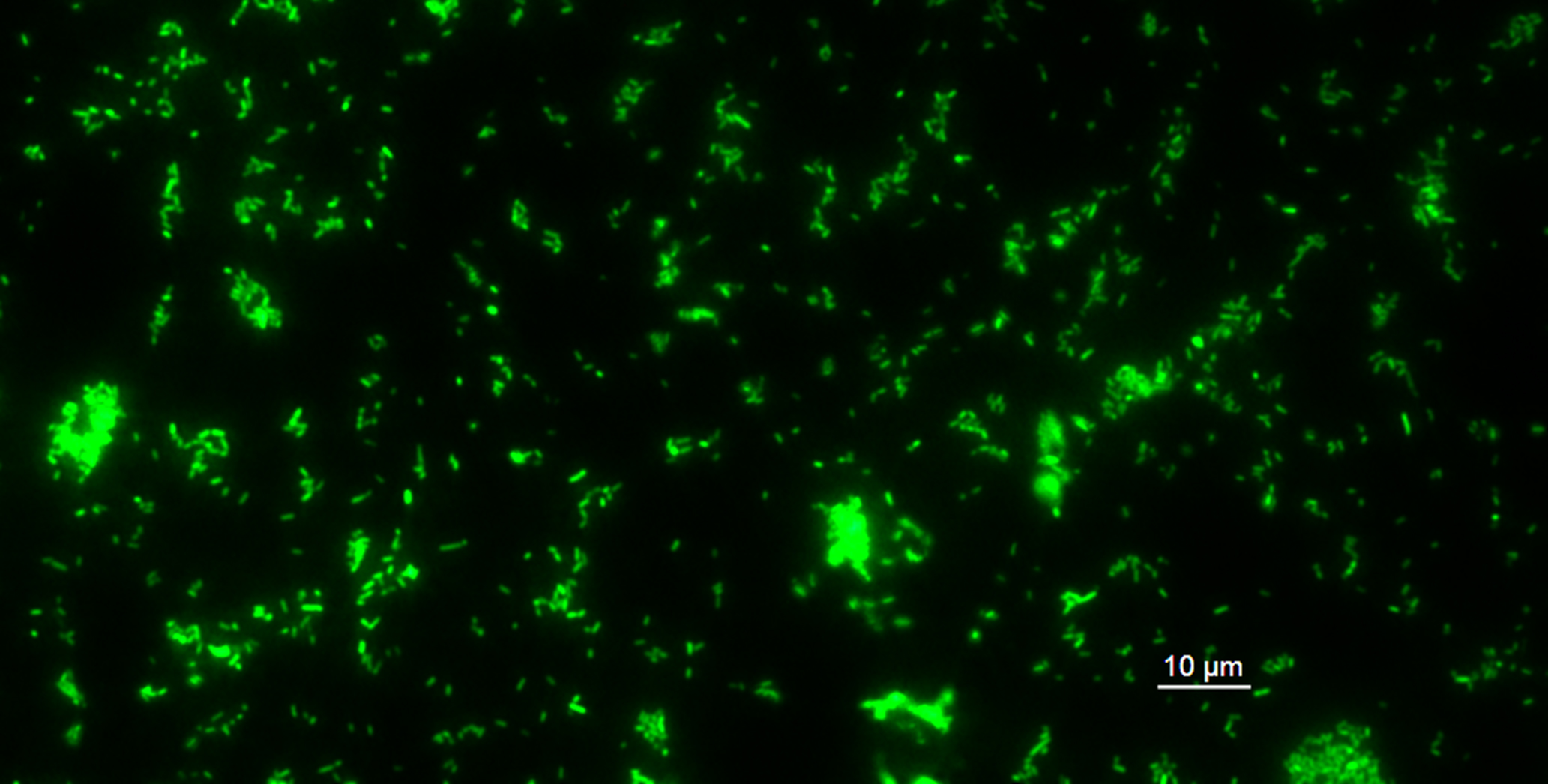 Fundamentals of Microbiology
