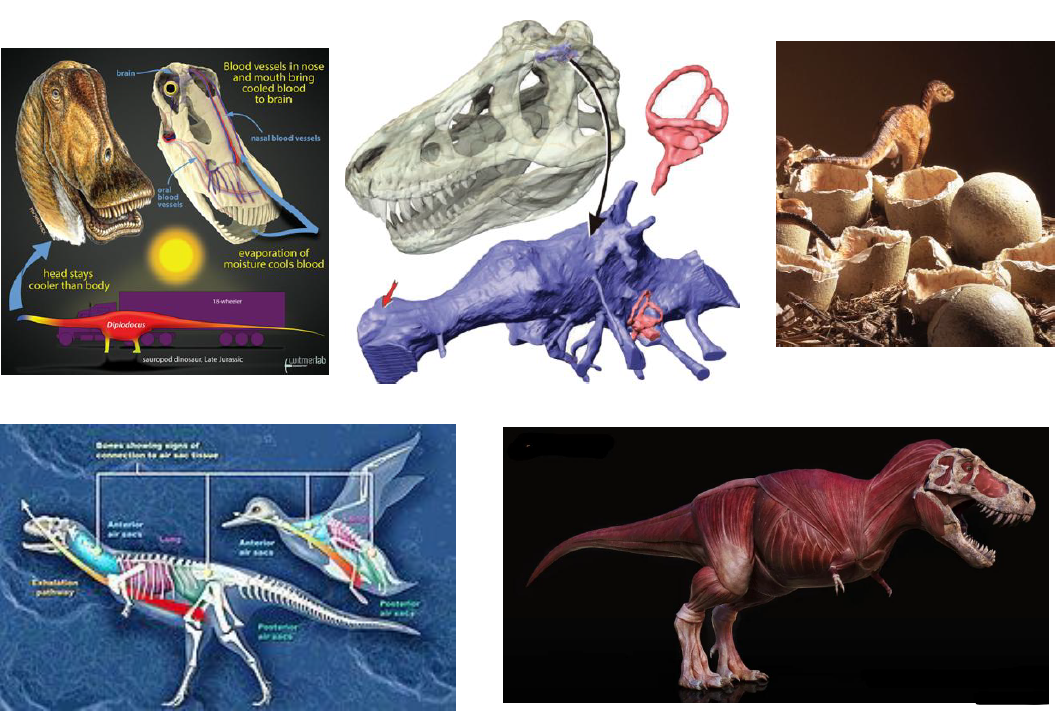 Paleobiologia dei dinosauri con elementi di icnologia A.A. 2026-2027