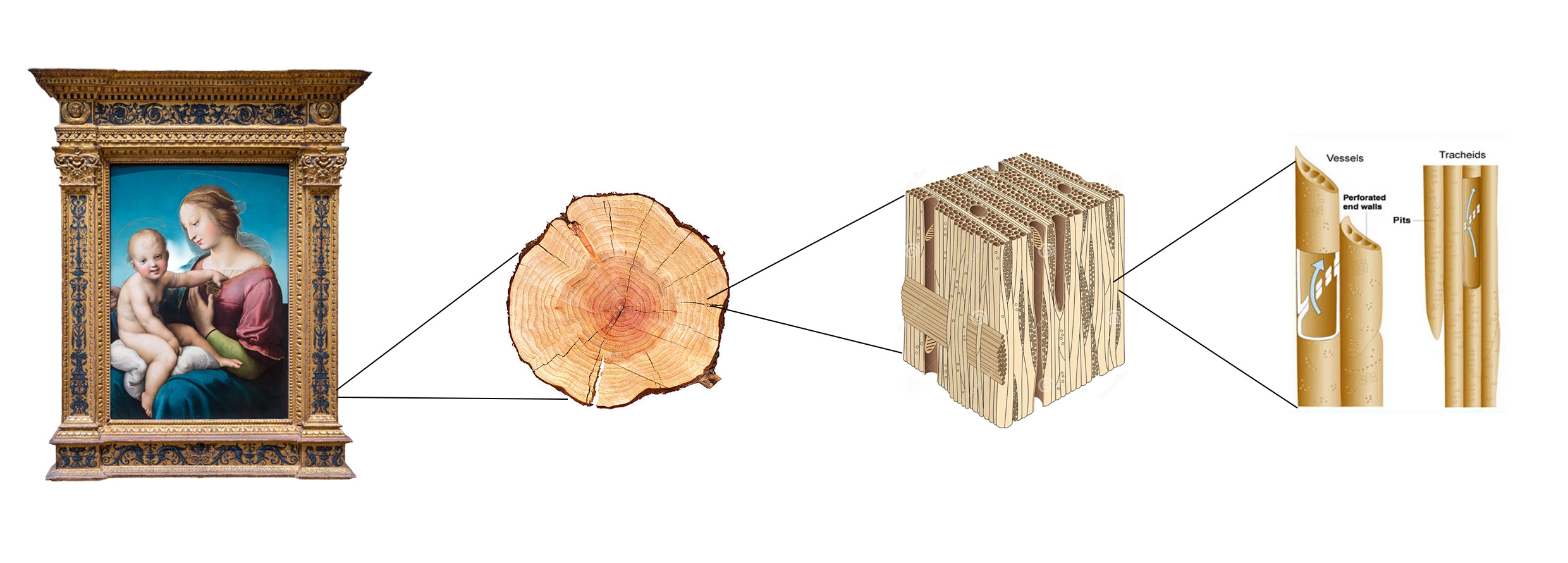 Plant Biology for Cultural Heritage 2026/2027