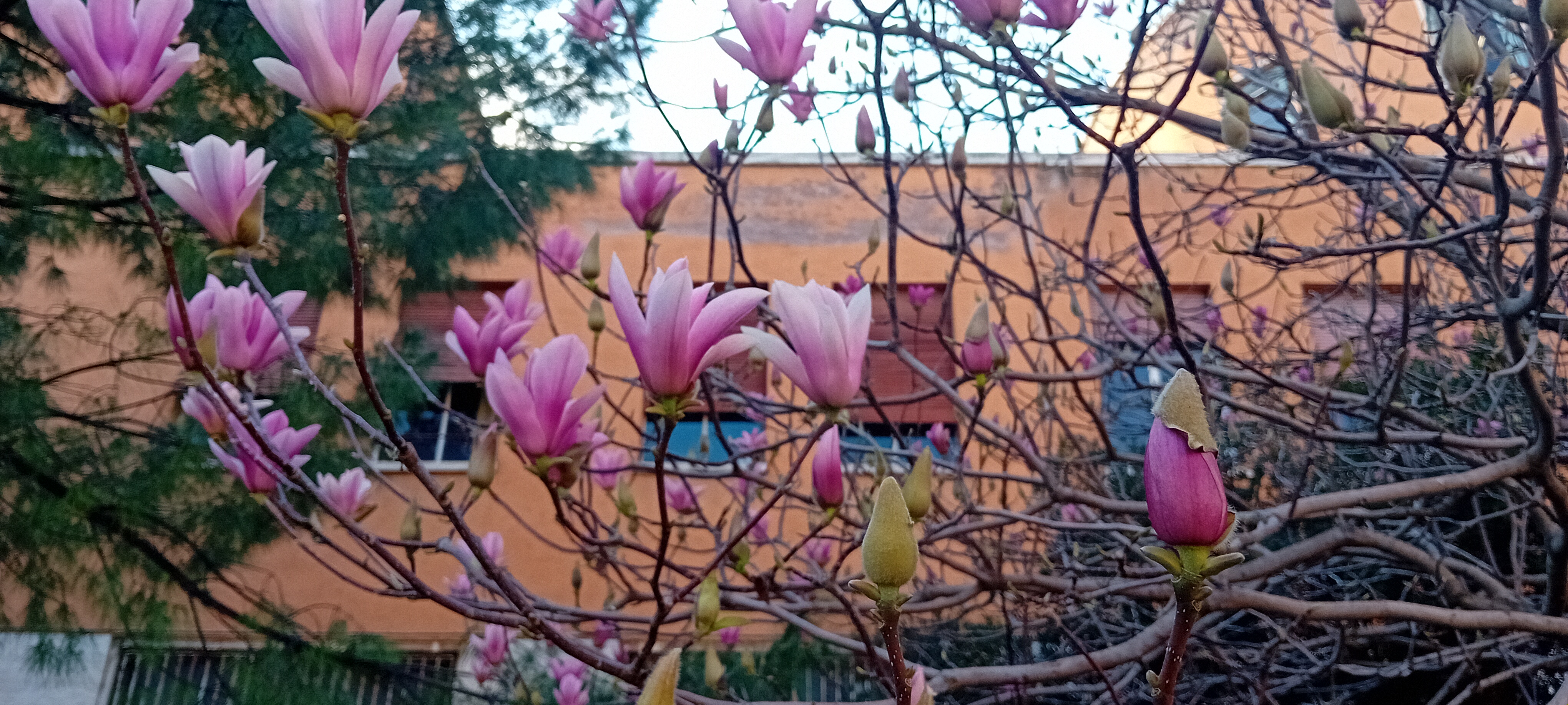 Botanica e Diversità Vegetale (BDV), canale 2 (D-G), Corso di Laurea in Scienze Biologiche A.A. 2025-26 