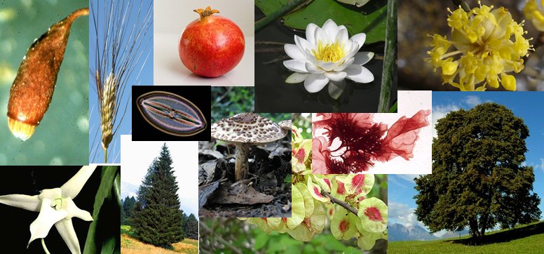 Resumen de Botanica sistematica (M-Z) 2018-2019