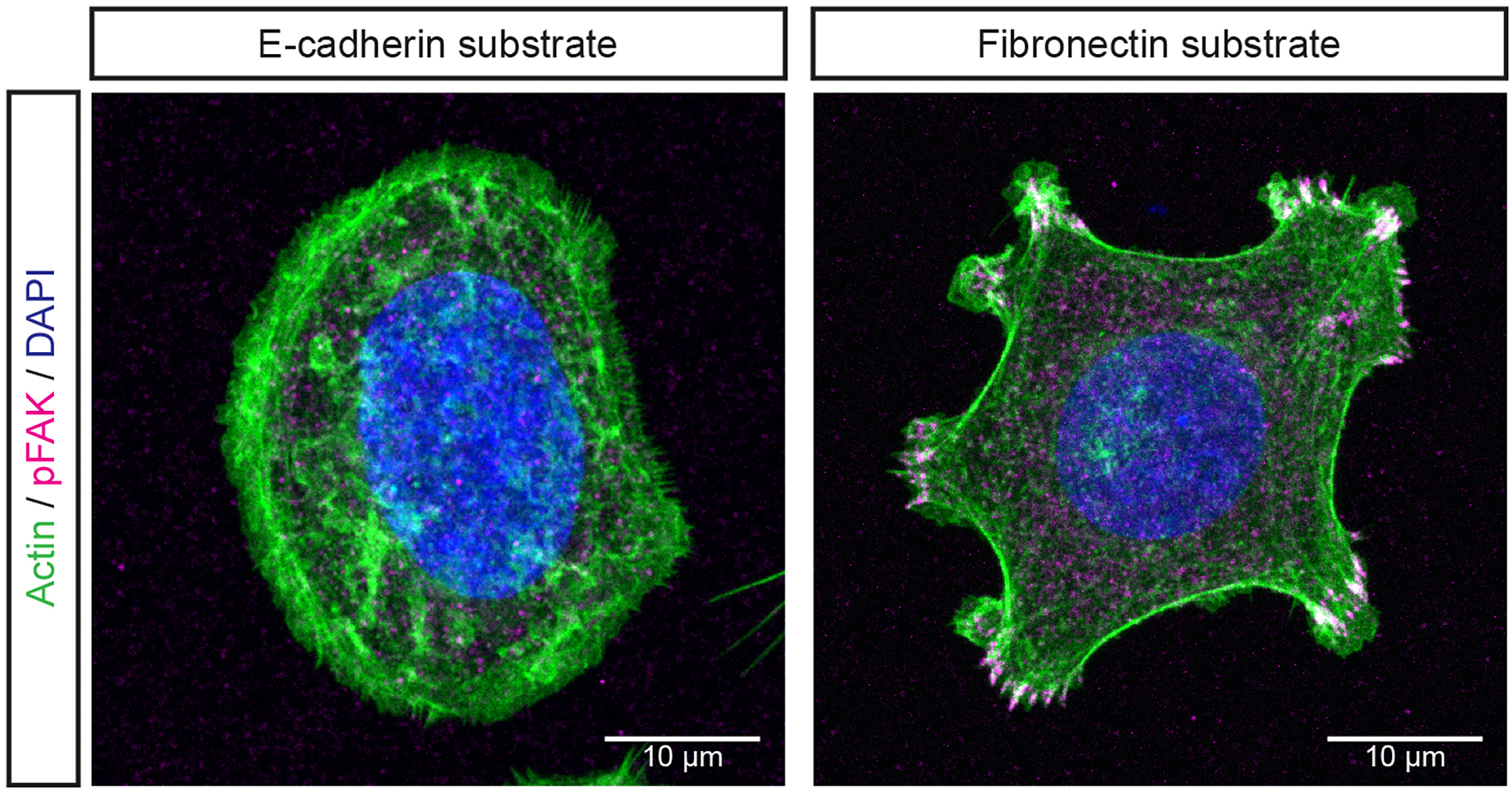 Biogenesi dei compartimenti cellulari e segnalazione tra cellule