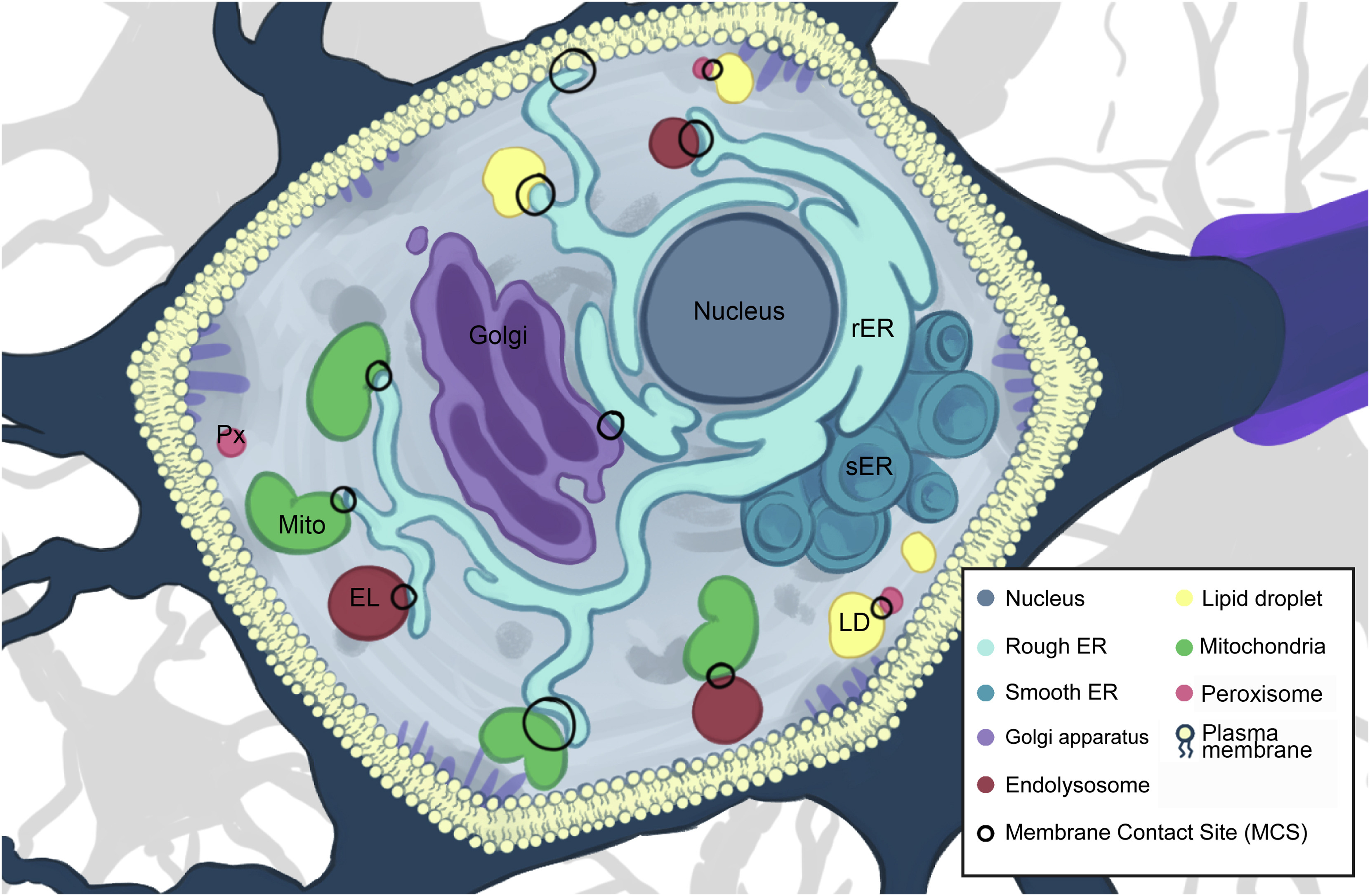 Biogenesi dei compartimenti cellulari e segnalazione tra cellule